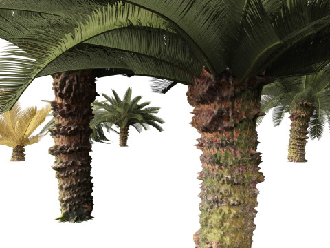 Cycas revoluta - Sago palm 3D Model