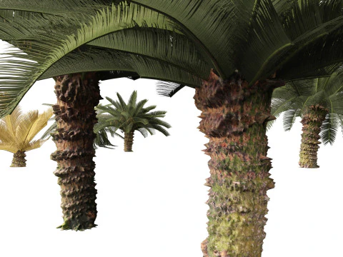 Cycas revoluta - Sagopalm 3D Model