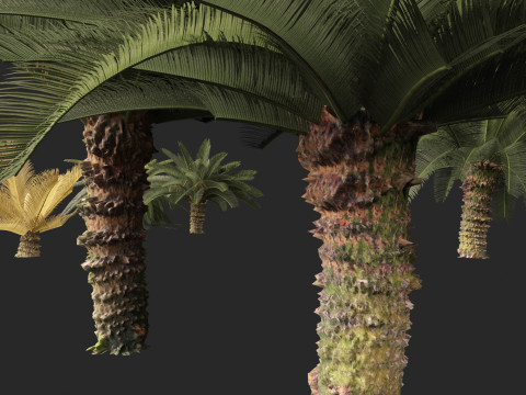 Cycas revoluta - Sago palm 3D Model