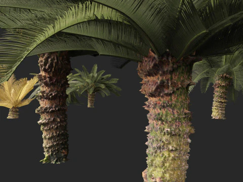 Cycas revoluta - Sagopalm 3D Model