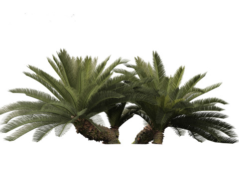 Cycas revoluta - Sago palm 3D Model