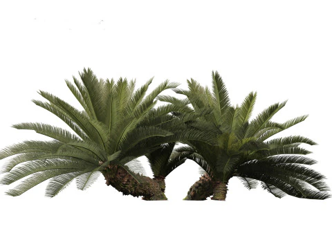 Cycas revoluta - Sagopalm 3D Model