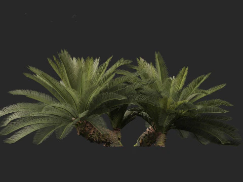 Cycas revoluta - Sagopalm 3D Model