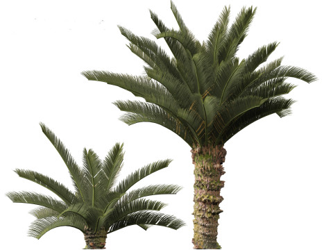 Cycas revoluta - Sago palm 3D Model