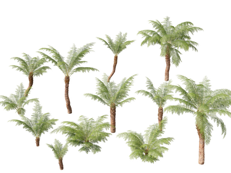 Dicksonia antarctica - Soft tree fern Model 3D .c4d .max .obj .3ds .fbx .stl .blend