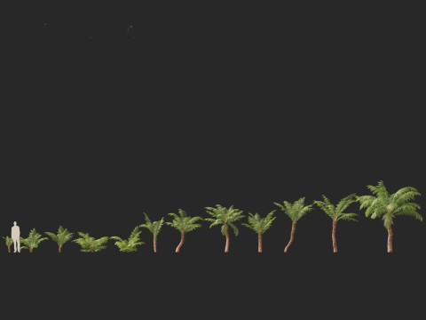 Dicksonia antarctica - Soft tree fern Model 3D