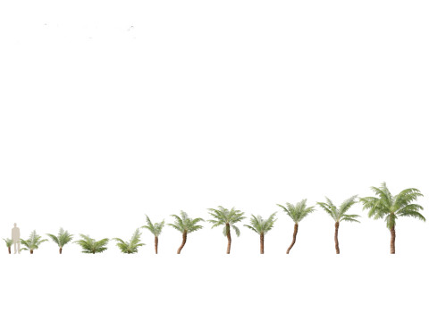 Dicksonia antarctica - Soft tree fern Model 3D