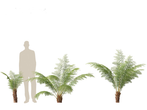 Dicksonia antarctica - Soft tree fern Model 3D