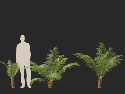 Dicksonia antarctica - Soft tree fern Model 3D