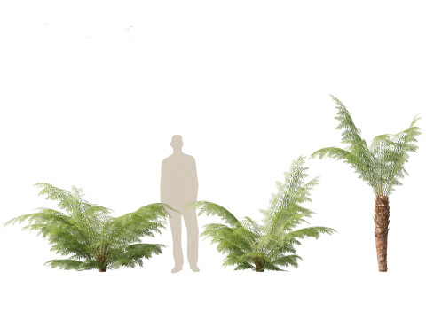 Dicksonia antarctica - Soft tree fern Model 3D