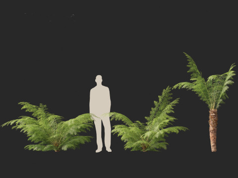 Dicksonia antarctica - Soft tree fern Model 3D