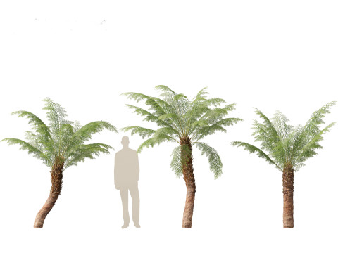 Dicksonia antarctica - Soft tree fern Model 3D
