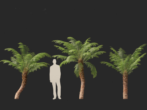 Dicksonia antarctica - Soft tree fern Model 3D