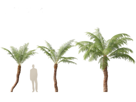 Dicksonia antarctica - Soft tree fern Model 3D