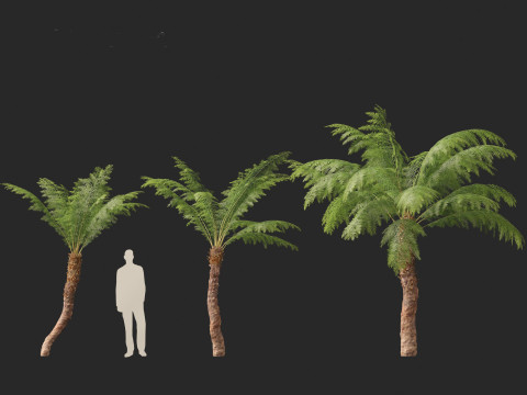 Dicksonia antarctica - Soft tree fern Model 3D