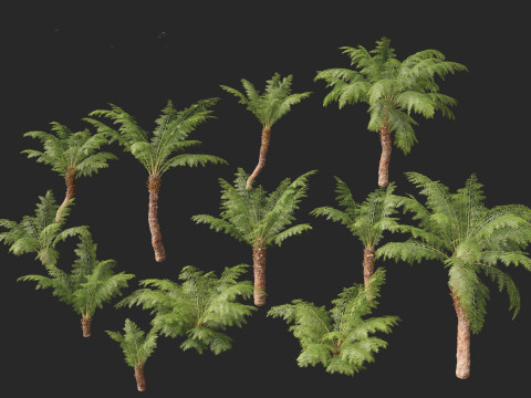 Dicksonia antarctica - Soft tree fern Model 3D