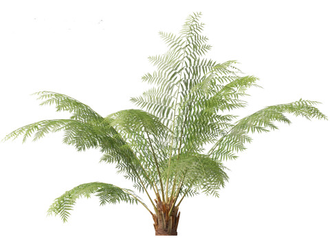 Dicksonia antarctica - Soft tree fern Model 3D