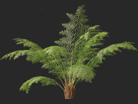 Dicksonia antarctica - Soft tree fern Model 3D