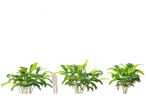 Heliconia rostrata - Hanging lobster claw 3Dモデル