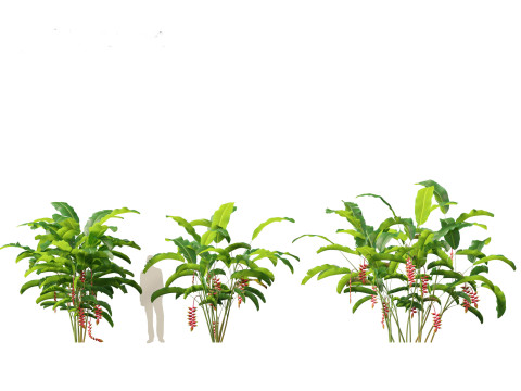Heliconia rostrata - Hanging lobster claw 3Dモデル