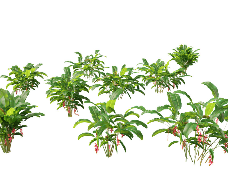 Heliconia rostrata - Hanging lobster claw 3Dモデル .c4d .max .obj .3ds .fbx .stl .blend 