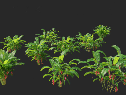 Heliconia rostrata - Hanging lobster claw 3Dモデル