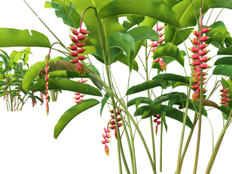 Heliconia rostrata - Hanging lobster claw 3Dモデル
