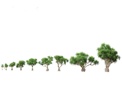 Pandanus tectorius - Screw pine Model 3D