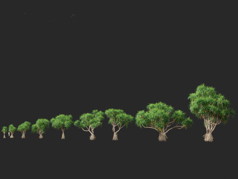 Pandanus tectorius - Screw pine Model 3D