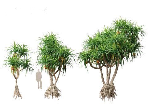 Pandanus tectorius - Screw pine Model 3D