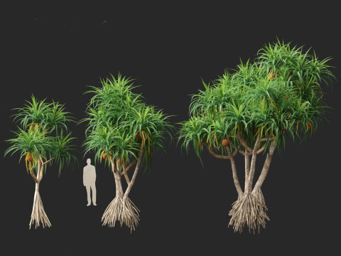Pandanus tectorius - Screw pine Model 3D
