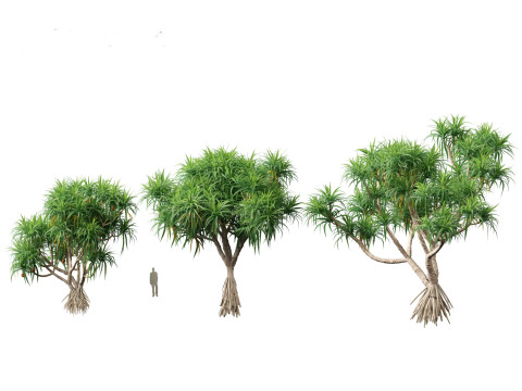 Pandanus tectorius - Screw pine Model 3D