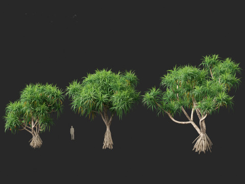 Pandanus tectorius - Screw pine Model 3D