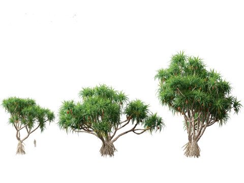 Pandanus tectorius - Screw pine Model 3D