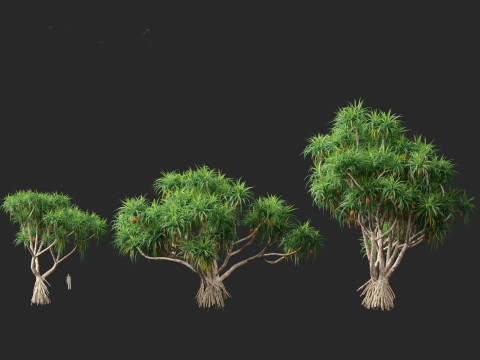 Pandanus tectorius - Screw pine Model 3D
