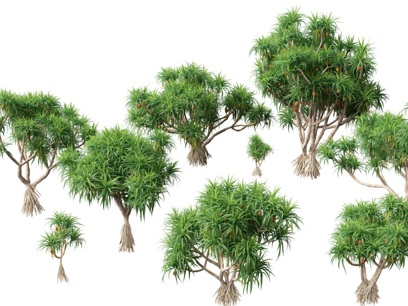 Pandanus tectorius - Screw pine Model 3D .c4d .max .obj .3ds .fbx .stl .blend 