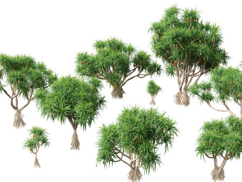 Pandanus tectorius - Screw pine Model 3D