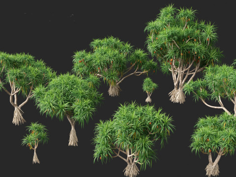 Pandanus tectorius - Screw pine Model 3D