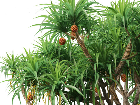 Pandanus tectorius - Screw pine Model 3D