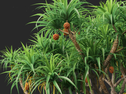 Pandanus tectorius - Screw pine Model 3D