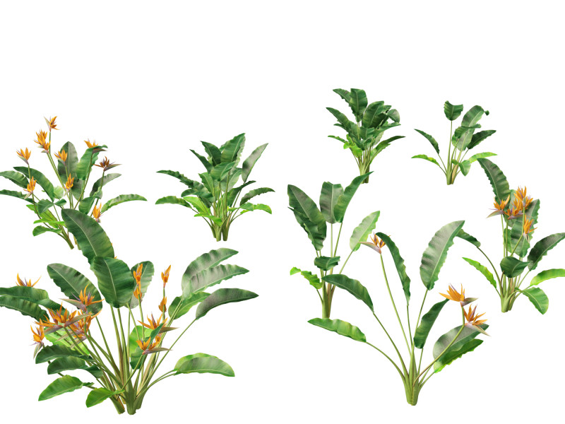 Strelitzia reginae - crane flower 3D Модель .c4d .max .obj .3ds .fbx .stl .blend 