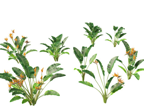 Strelitzia reginae - crane flower Modello 3D