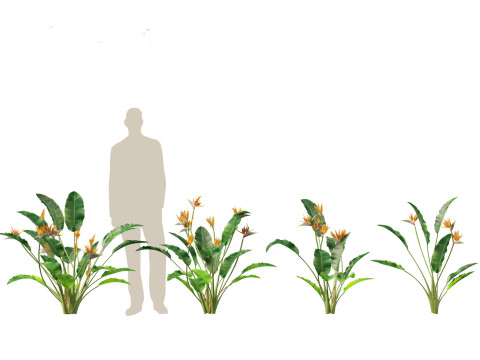 Strelitzia reginae - crane flower 3D Модель