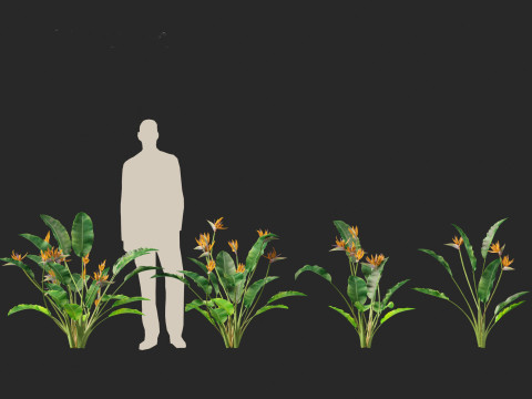 Strelitzia reginae - crane flower 3D Модель
