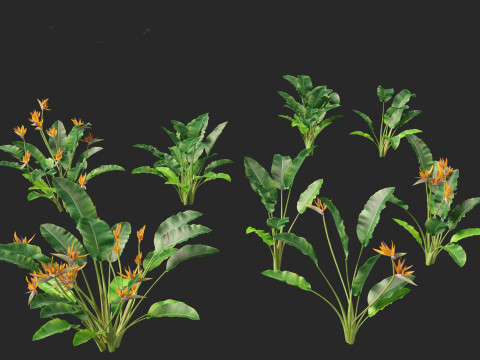 Strelitzia reginae - crane flower 3D Модель