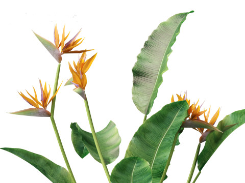 Strelitzia reginae - crane flower 3D Модель