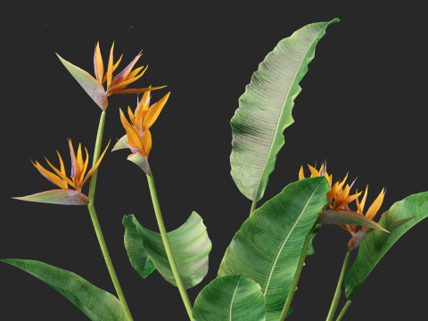 Strelitzia reginae - crane flower 3D Модель