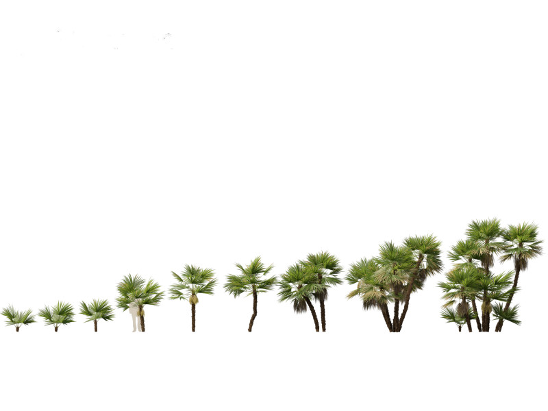 Acoelorrhaphe wrightii Everglades palm Model 3D .c4d .max .obj .3ds .fbx .stl .blend 
