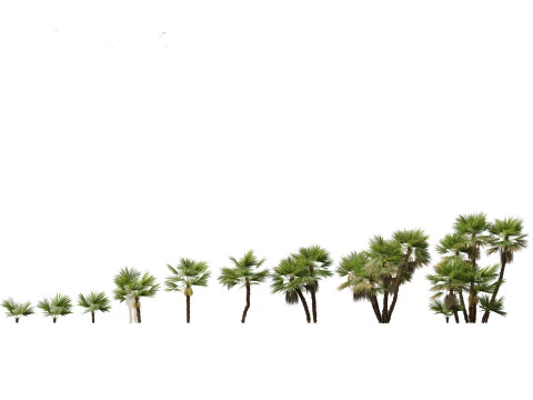 Palmeira Acoelorrhaphe wrightii Everglades Modelo 3D