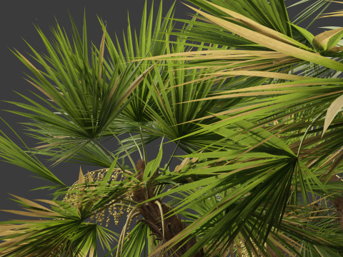 Acoelorrhaphe wrightii Everglades palm Model 3D